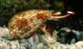 /album/resim-galerisi/cone-snail-600x360-1-jpg/